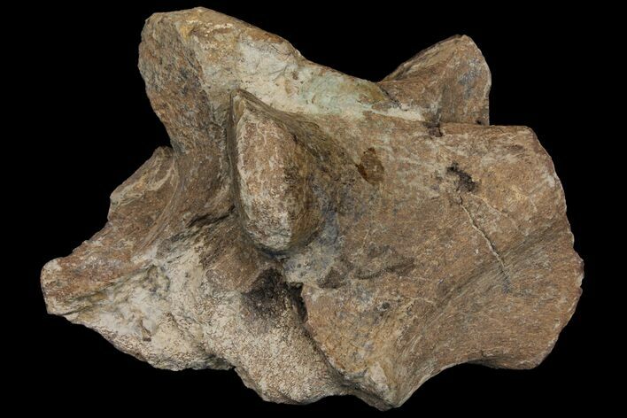 Partial Triceratops Vertebra - North Dakota #120176